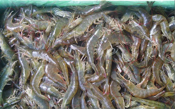 水產(chǎn)品檢測(cè)儀器設(shè)備 水產(chǎn)品檢測(cè)儀器設(shè)備